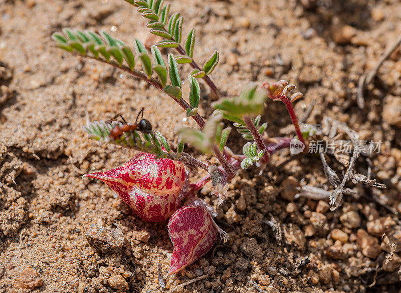 黄芪(Astragalus lentiginosus)是一种豆科植物，原产于北美西部，生长在各种栖息地。常见的名字包括斑点麻草和有雀斑的云雀。扁豆黄芪;英约古狐尾松林